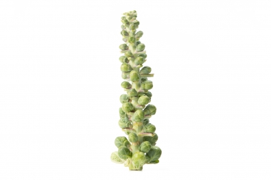 Brussels Sprouts on the Stem