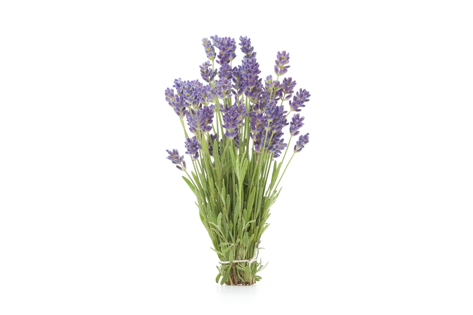 Flowering Lavender