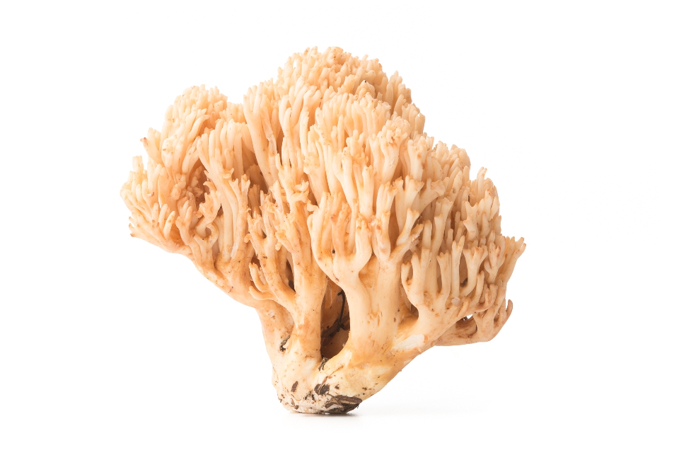 Crown Tipped Coral Mushroom