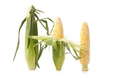 Bi-Color Sweet Corn