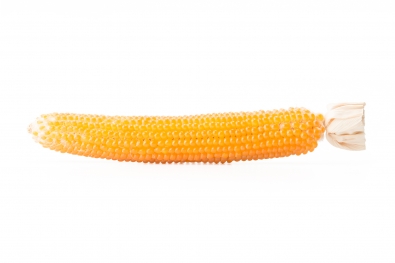 Robust 997 Corn &#40;Popcorn&#41;