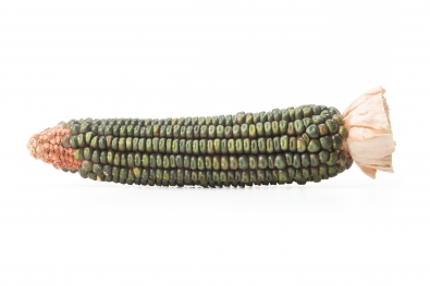 Oaxacan Green Corn