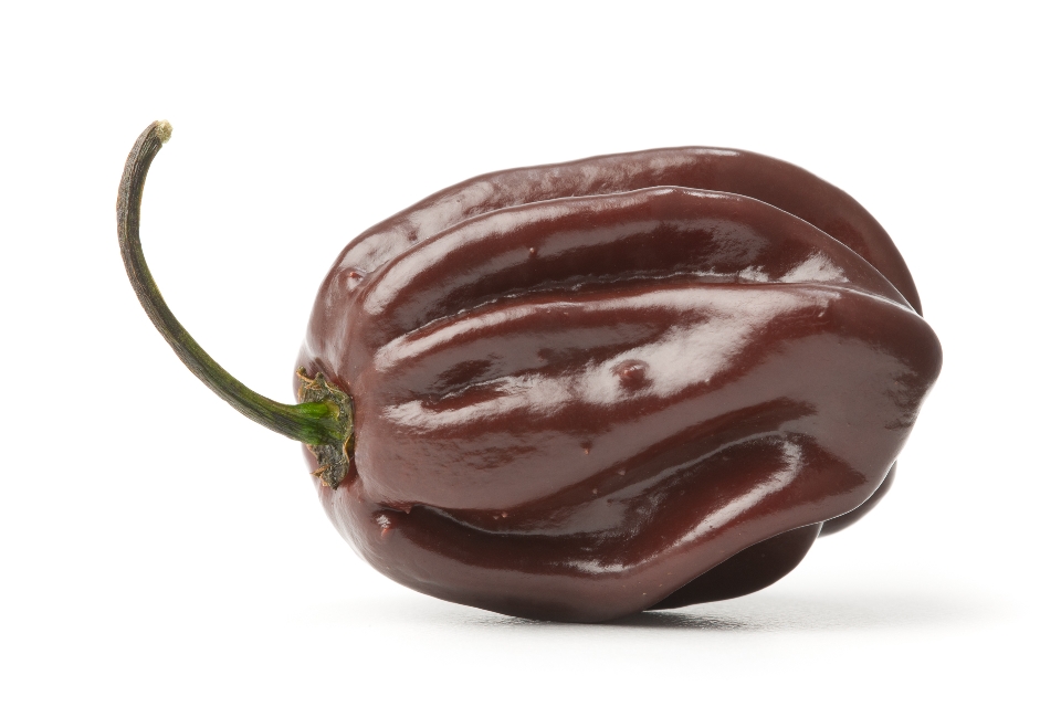 Chocolate Habanero Pepper