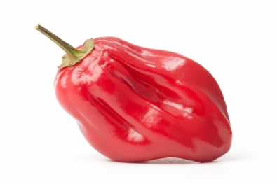 Red Savina Habanero Pepper