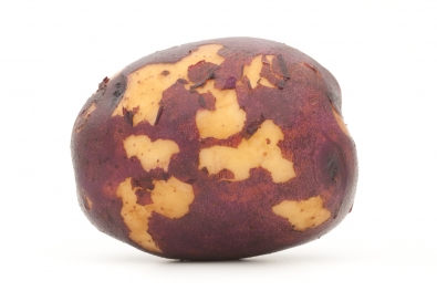 Peter Wilcox Potato