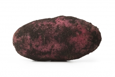 Black Dirt Red Thumb Potato