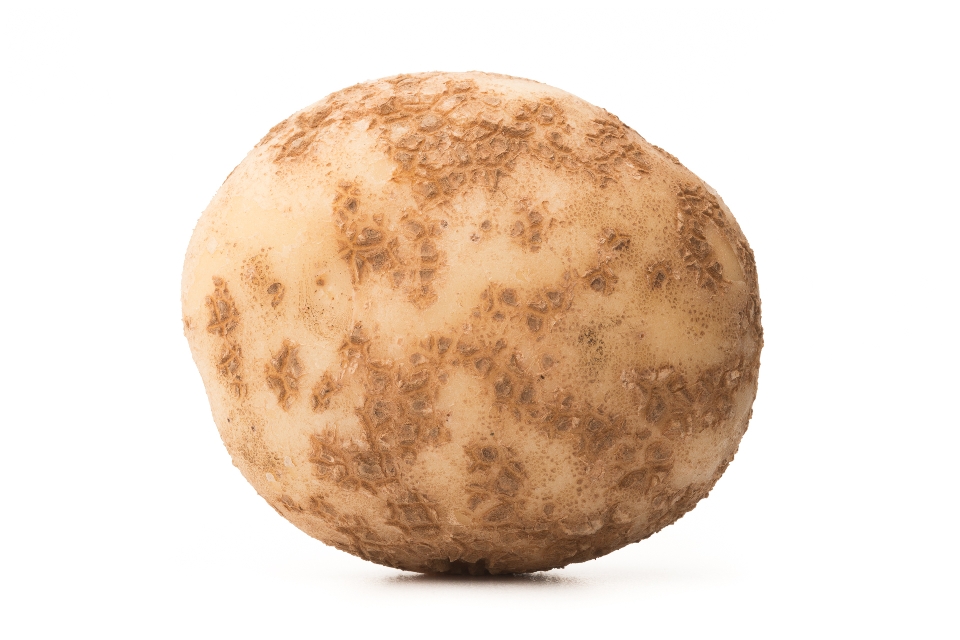 Salem Potato