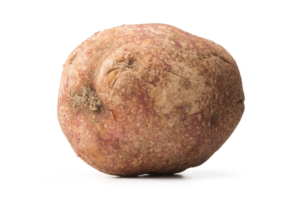 NY 129 Potato