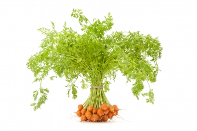 Thumbelina Carrots with Greens
