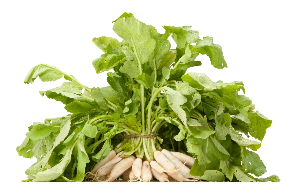 Moo Radishes with Greens